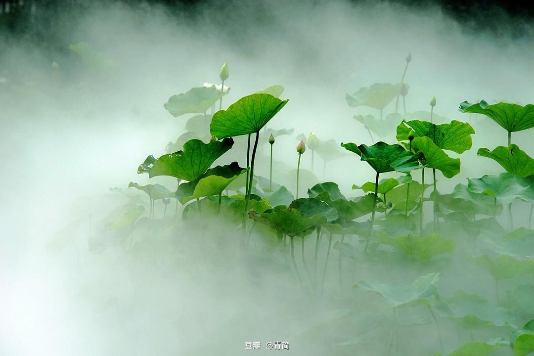 初夏之约，雨中等待，花开免费阅读